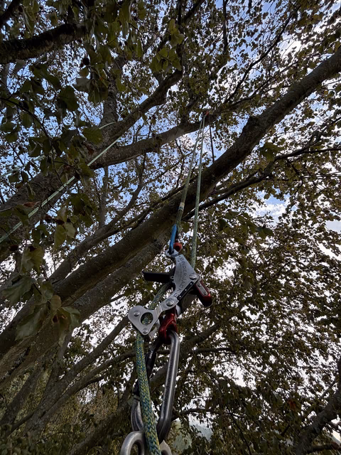 Kletterausrüstung an einem Seil in einem Baum befestigt, Karabiner und grünes Seil sichtbar.