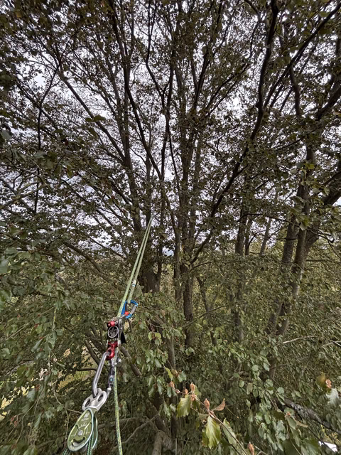 Klettergurt und Seil an einem Baum in einem dichten Wald während einer Kletteraktivität.