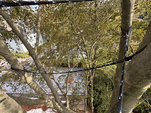 Baumklettern mit Seil in einem dichten Wald neben einem Fluss und Gebäuden.