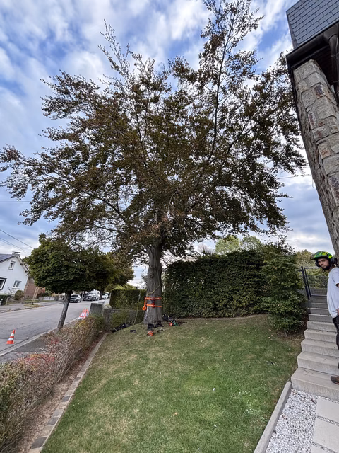 Großer Baum auf Rasenflâche neben Straße, Person mit Helm auf Treppe, Sicherungsmarkierungen sichtbar.
