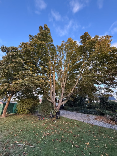 Großer Baum mit mehrstämmigem Wuchs auf grüner Wiese, Herbstlaub, Gehweg und Häuser im Hintergrund.