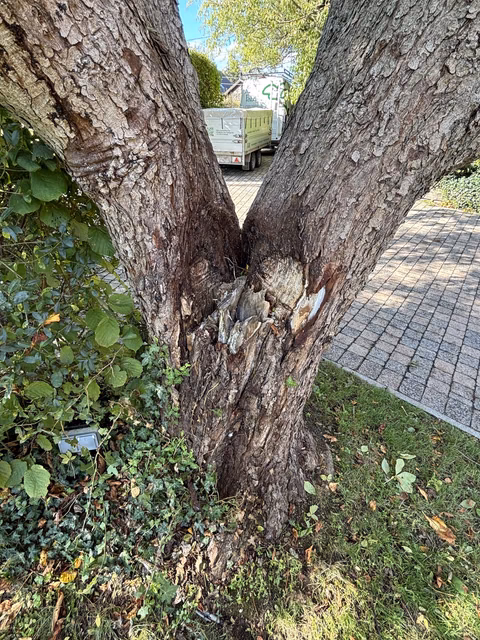 Alter Baum mit gespaltenem Stamm und Efeu bewachsen, dahinter Straße und grüner Lastwagen.