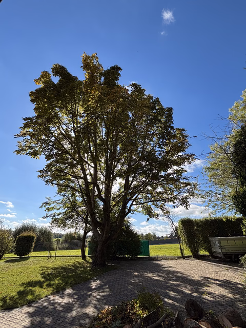 Großer Baum mit grünem Laub auf gepflastertem Weg in ländlicher Umgebung unter blauem Himmel.