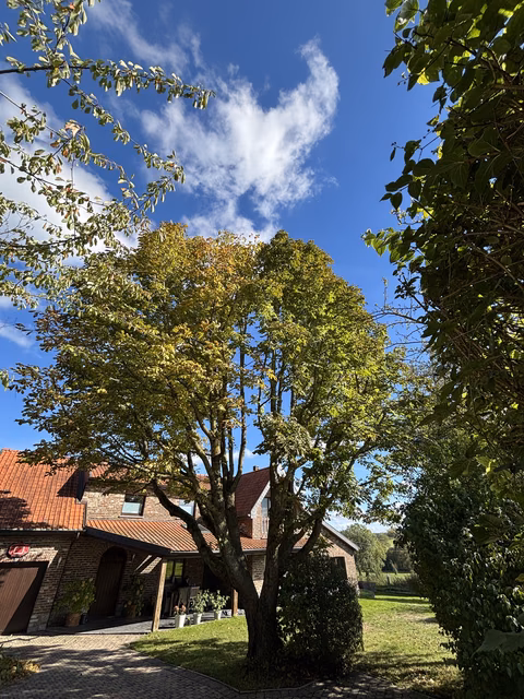 Landhaus mit rotem Dachziegel, großem Baum und grünem Garten unter blauem Himmel.